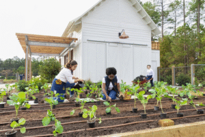 Berkebun: Hobi yang Berbuah Manis, Peluang Bisnis yang Menggiurkan