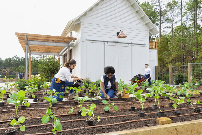 Berkebun: Hobi yang Berbuah Manis, Peluang Bisnis yang Menggiurkan