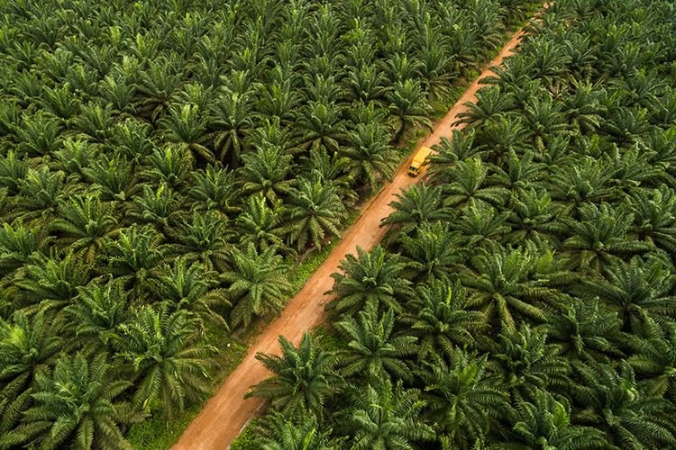 Inovasi di Dunia Perkebunan: Menyongsong Pertanian Modern yang Berkelanjutan