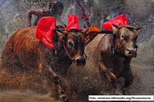 Karapan Sapi: Lebih dari Sekadar Pacuan Sapi, Sebuah Simbol Budaya Madura