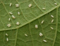 Mengatasi Hama Tanaman Secara Alami: Solusi Berkelanjutan untuk Kebun Sehat