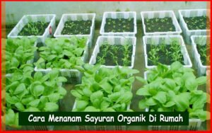 Menanam Sayuran Organik: Panduan Lengkap untuk Kebun Sehat dan Hasil Melimpah