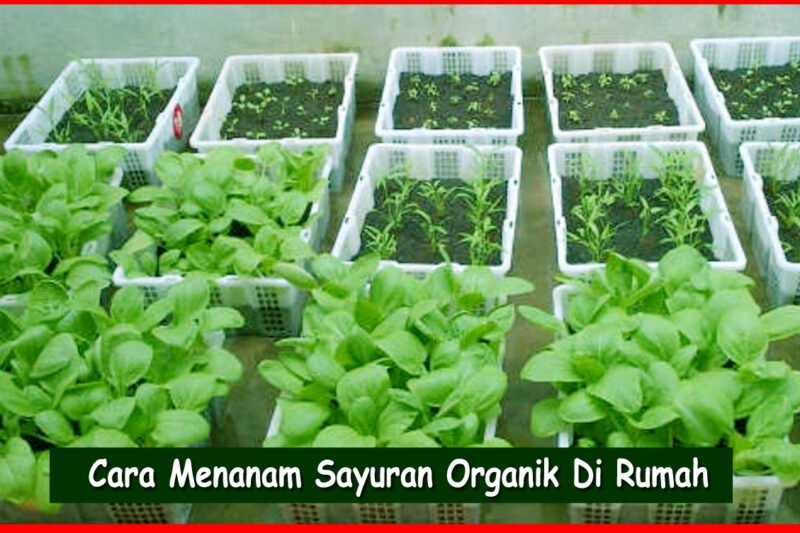 Menanam Sayuran Organik: Panduan Lengkap untuk Kebun Sehat dan Hasil Melimpah