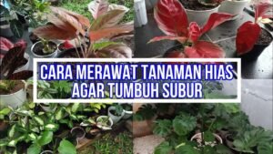 Rahasia Taman Indoor yang Subur: Panduan Lengkap Merawat Tanaman Hias Anda