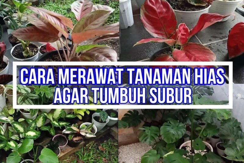 Rahasia Taman Indoor yang Subur: Panduan Lengkap Merawat Tanaman Hias Anda
